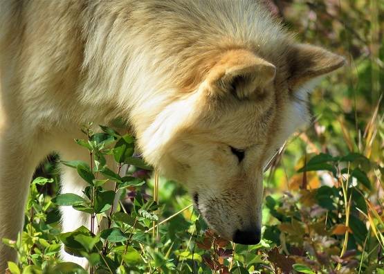 एक घंटे में 250 लोगों की कोरोना जांच, टेस्टिंग किट से भी तेज कुत्ते!