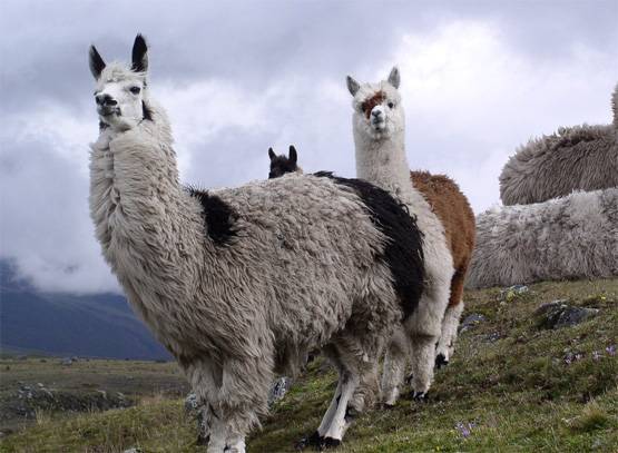 वैज्ञानिकों को इस जानवर में दिखा कोरोना का इलाज, दुनिया में जगी उम्मीद