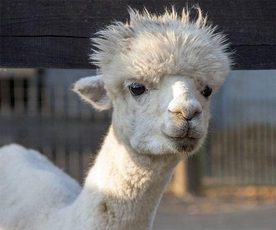 वैज्ञानिकों को इस जानवर में दिखा कोरोना का इलाज, दुनिया में जगी उम्मीद