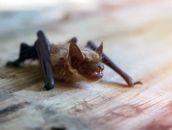 चमगादड़ से ही क्यूं फैलते हैं तबाही मचाने वाले खतरनाक वायरस?