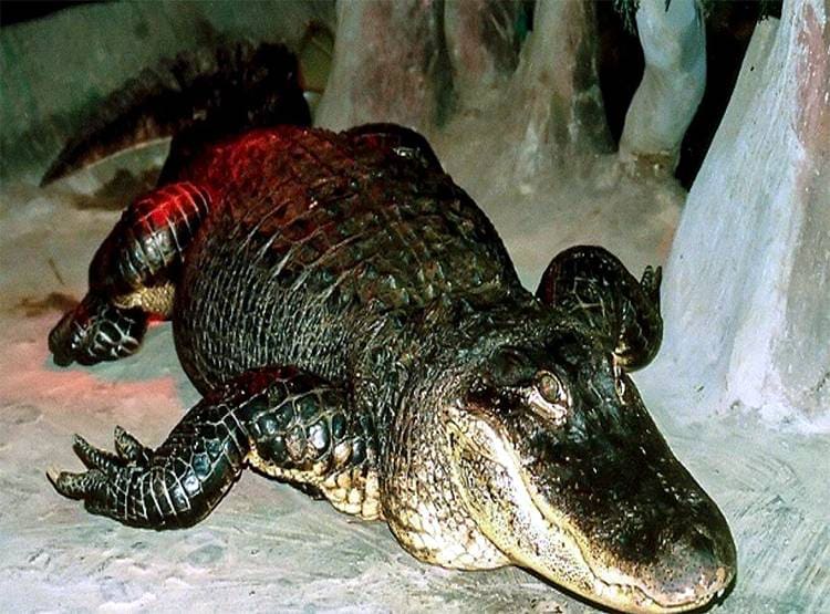 हिटलर के 'पालतू मगरमच्छ' की मॉस्को के चिड़ियाघर में मौत!