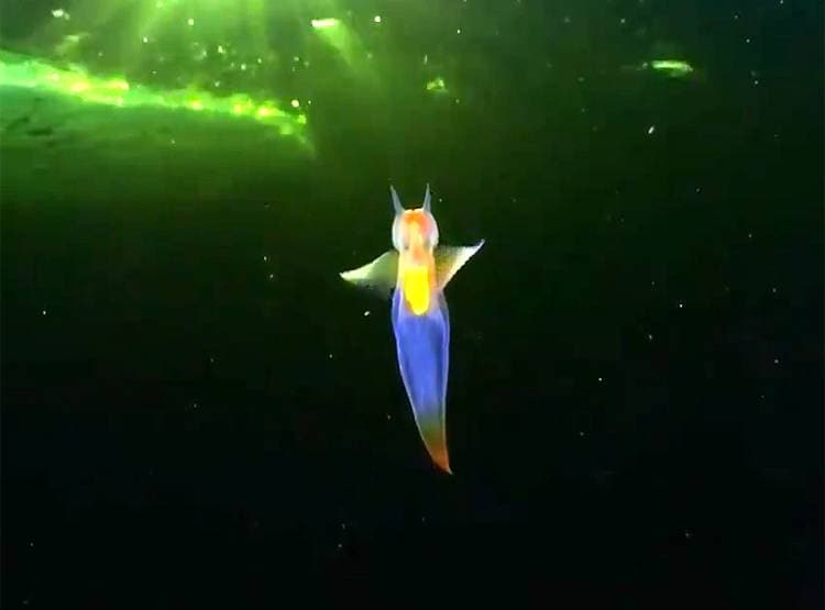 रूस के व्हाइट सी में दिखा 'जलपरी' जैसा अजीबोगरीब जीव