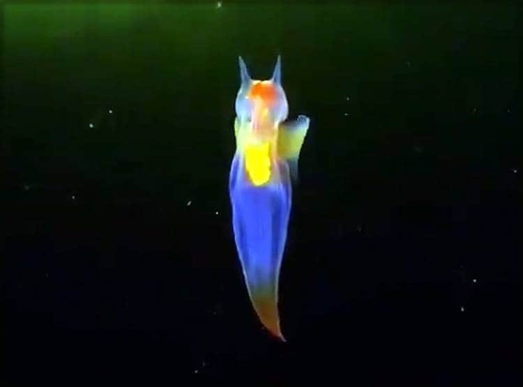 रूस के व्हाइट सी में दिखा 'जलपरी' जैसा अजीबोगरीब जीव