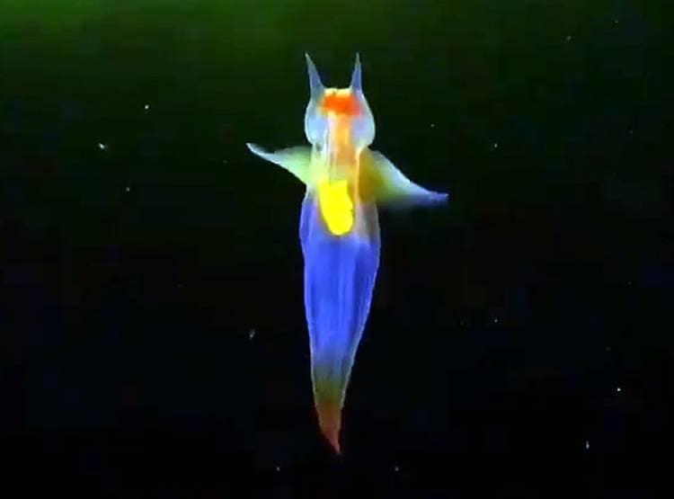 रूस के व्हाइट सी में दिखा 'जलपरी' जैसा अजीबोगरीब जीव