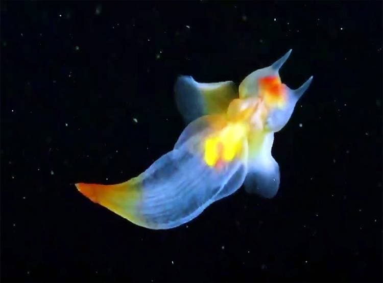 रूस के व्हाइट सी में दिखा 'जलपरी' जैसा अजीबोगरीब जीव