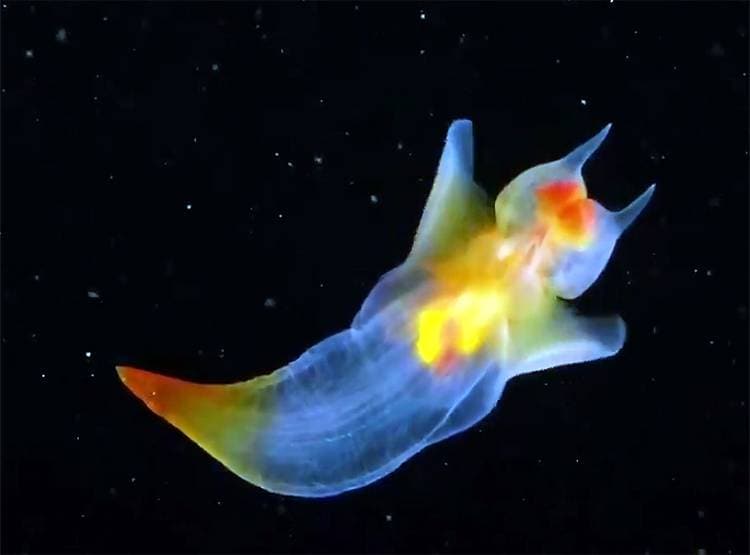 रूस के व्हाइट सी में दिखा 'जलपरी' जैसा अजीबोगरीब जीव