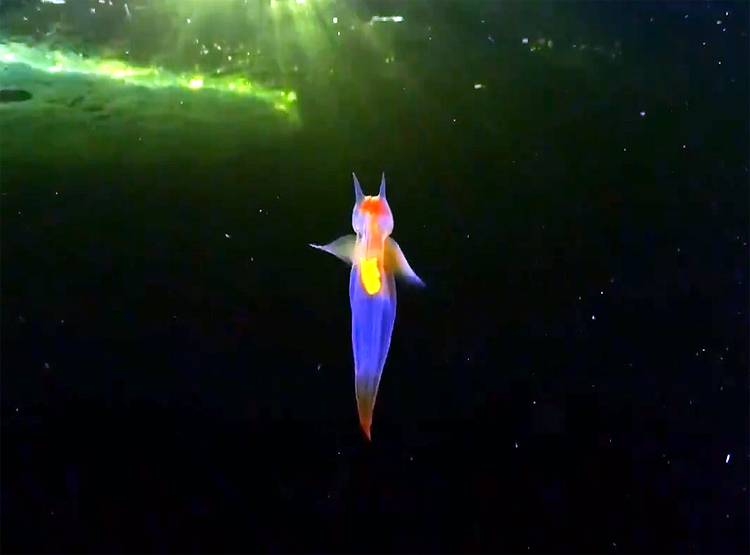 रूस के व्हाइट सी में दिखा 'जलपरी' जैसा अजीबोगरीब जीव