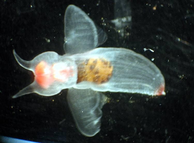 रूस के व्हाइट सी में दिखा 'जलपरी' जैसा अजीबोगरीब जीव