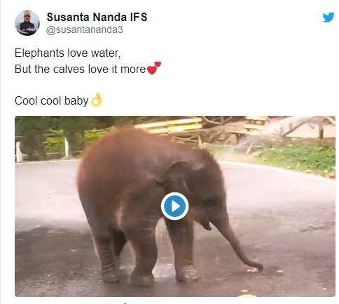 पानी देख बीच सड़क पर झूम उठा हाथी का बच्चा, वीडियो हुआ वायरल