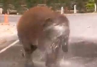 पानी देख बीच सड़क पर झूम उठा हाथी का बच्चा, वीडियो हुआ वायरल