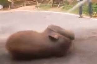 पानी देख बीच सड़क पर झूम उठा हाथी का बच्चा, वीडियो हुआ वायरल
