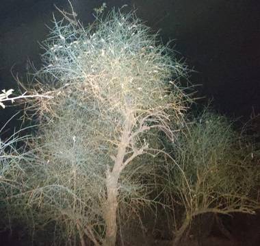 PAK से राजस्थान आई नई आफत, टिड्डियों के अटैक से लोग परेशान