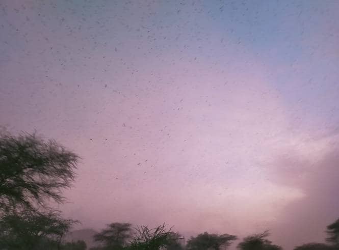 PAK से राजस्थान आई नई आफत, टिड्डियों के अटैक से लोग परेशान