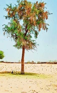 PAK से राजस्थान आई नई आफत, टिड्डियों के अटैक से लोग परेशान