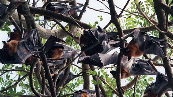 अज्ञात वायरसों के और हो सकते हैं हमले, कोरोना 'छोटा मामला'- चीनी विशेषज्ञ