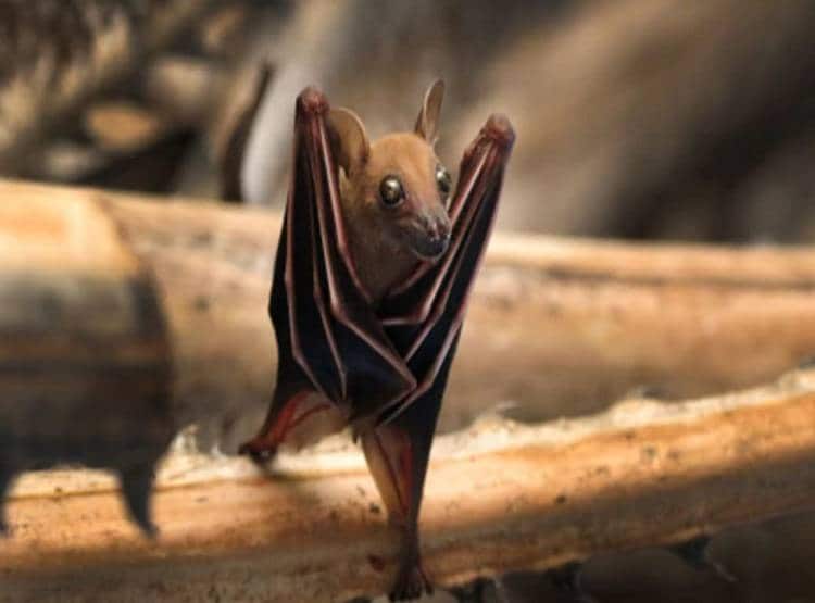 वुहान की लैब में कोरोना वायरस के तीन जीवित स्ट्रेन थे मौजूद, निदेशक का दावा