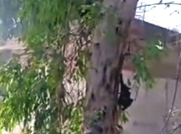 बैतूल: चमगादड़ों की मौत से हड़कंप, एक के बाद एक नीचे गिरकर तोड़ रहे दम