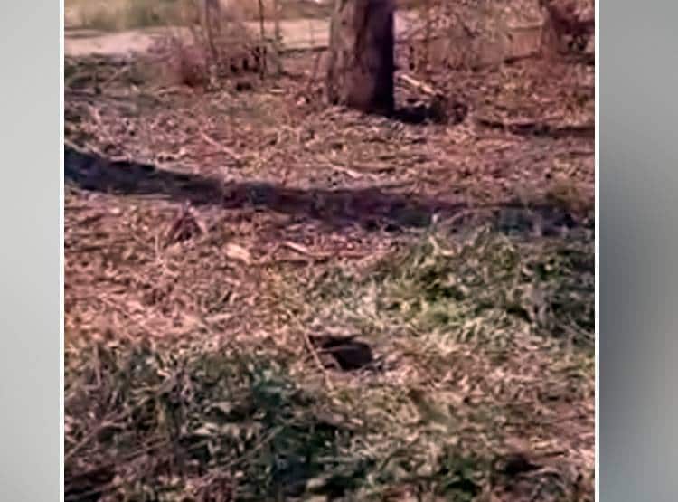 बैतूल: चमगादड़ों की मौत से हड़कंप, एक के बाद एक नीचे गिरकर तोड़ रहे दम