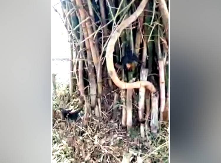 बैतूल: चमगादड़ों की मौत से हड़कंप, एक के बाद एक नीचे गिरकर तोड़ रहे दम