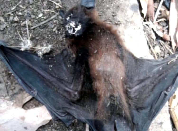 बैतूल: चमगादड़ों की मौत से हड़कंप, एक के बाद एक नीचे गिरकर तोड़ रहे दम