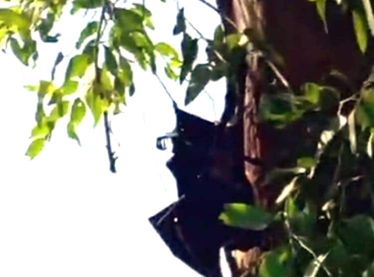 बैतूल: चमगादड़ों की मौत से हड़कंप, एक के बाद एक नीचे गिरकर तोड़ रहे दम