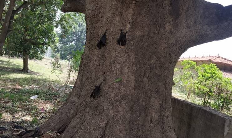 अचानक सैकड़ों की संख्या में जमीन पर गिरकर मरने लगे चमगादड़