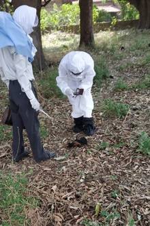 अचानक सैकड़ों की संख्या में जमीन पर गिरकर मरने लगे चमगादड़