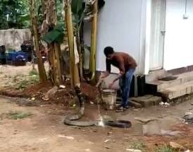 गर्मी से परेशान था कोबरा, युवक ने बाल्टी भर पानी से नहलाया, वीडियो वायरल