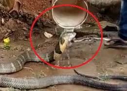 गर्मी से परेशान था कोबरा, युवक ने बाल्टी भर पानी से नहलाया, वीडियो वायरल