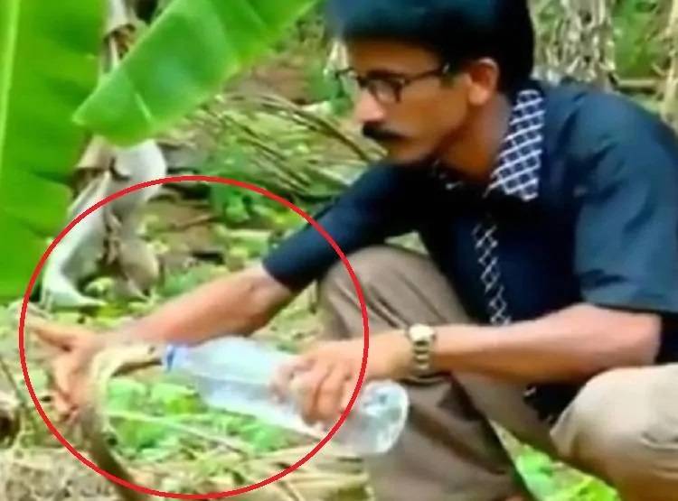 गर्मी से परेशान था कोबरा, युवक ने बाल्टी भर पानी से नहलाया, वीडियो वायरल