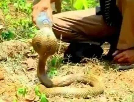 गर्मी से परेशान था कोबरा, युवक ने बाल्टी भर पानी से नहलाया, वीडियो वायरल