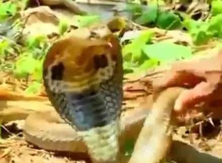 गर्मी से परेशान था कोबरा, युवक ने बाल्टी भर पानी से नहलाया, वीडियो वायरल