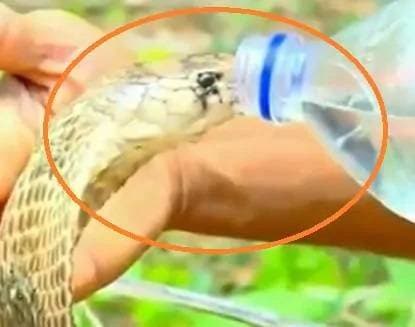 गर्मी से परेशान था कोबरा, युवक ने बाल्टी भर पानी से नहलाया, वीडियो वायरल