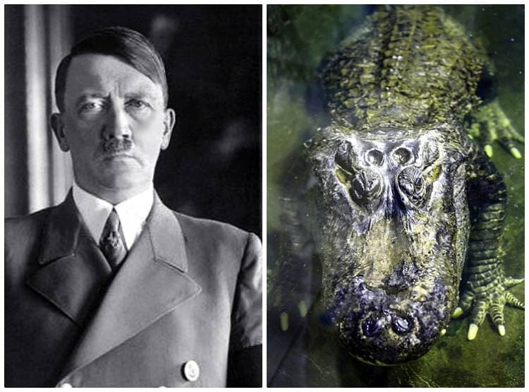 हिटलर के 'पालतू मगरमच्छ' की मॉस्को के चिड़ियाघर में मौत!