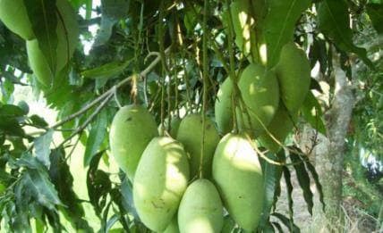 पैकेज में बिहार के मखाने और UP के आम का जिक्र, जानें- क्या है प्लान