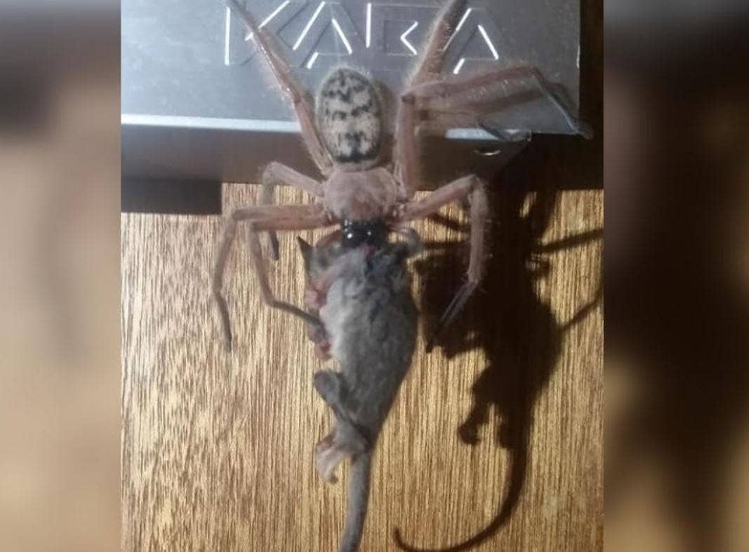 फिल्म देखकर स्पाइडरमैन बनने के लिए मकड़ी से 3 भाइयों ने कटवाया, हुआ ये हाल