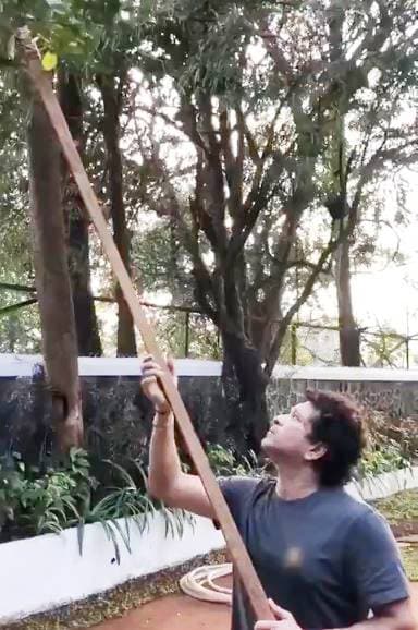 VIDEO: सचिन ने पेड़ से गिराए नींबू, भज्जी बोले- पाजी 2-3 मुझे भी दे दो