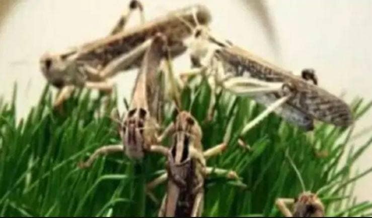 PAK से आई आफत ने राजस्थान को किया परेशान, हो रहा करोड़ों का नुकसान