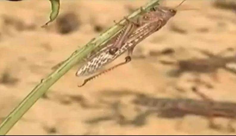 PAK से आई आफत ने राजस्थान को किया परेशान, हो रहा करोड़ों का नुकसान