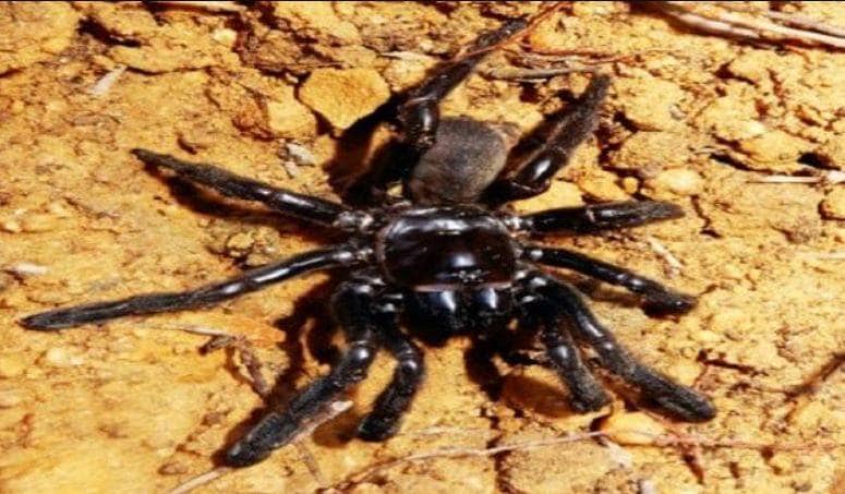 फिल्म देखकर स्पाइडरमैन बनने के लिए मकड़ी से 3 भाइयों ने कटवाया, हुआ ये हाल