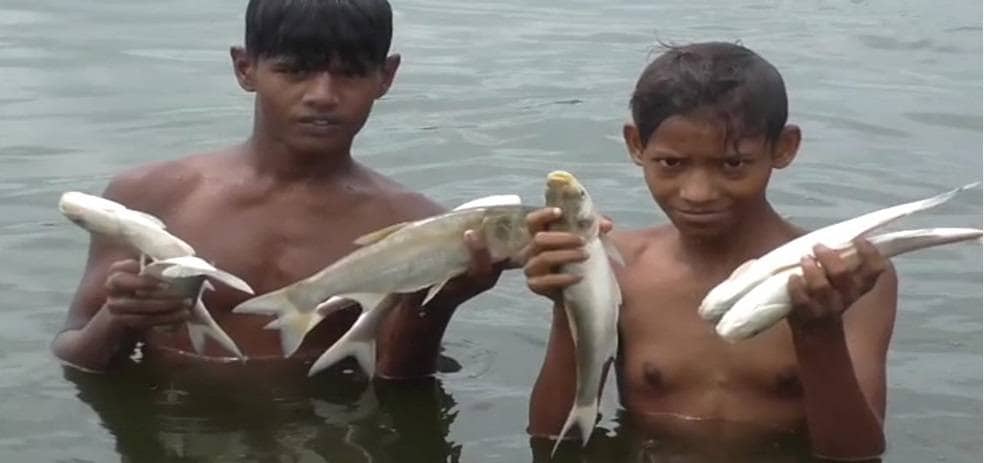 तालाब में अचानक मर गईं हजारों मछलियां, बोरे भरकर लूट ले गए लोग