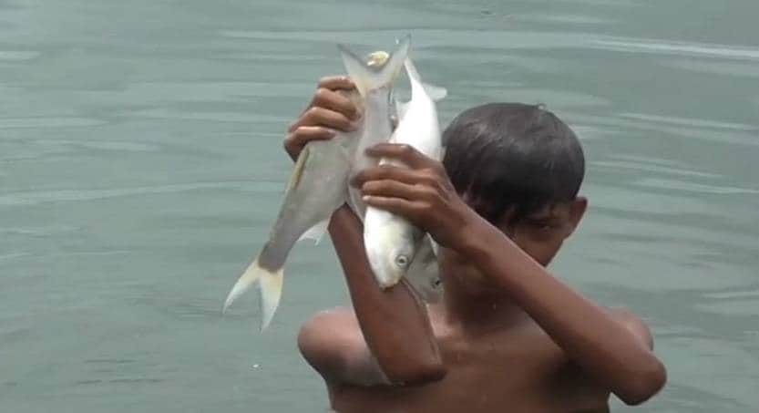 तालाब में अचानक मर गईं हजारों मछलियां, बोरे भरकर लूट ले गए लोग