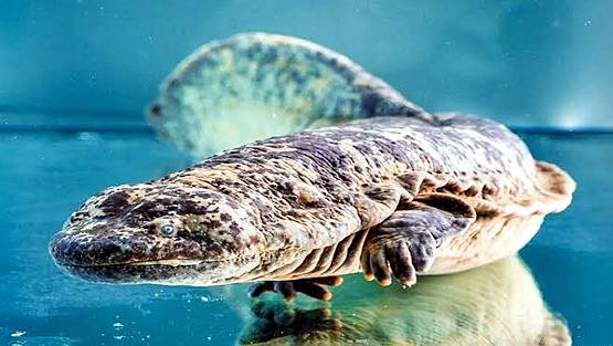 चीन में इस जीव का 2 KG मांस 1 लाख रु. का, इतना हुआ शिकार कि अब विलुप्त!