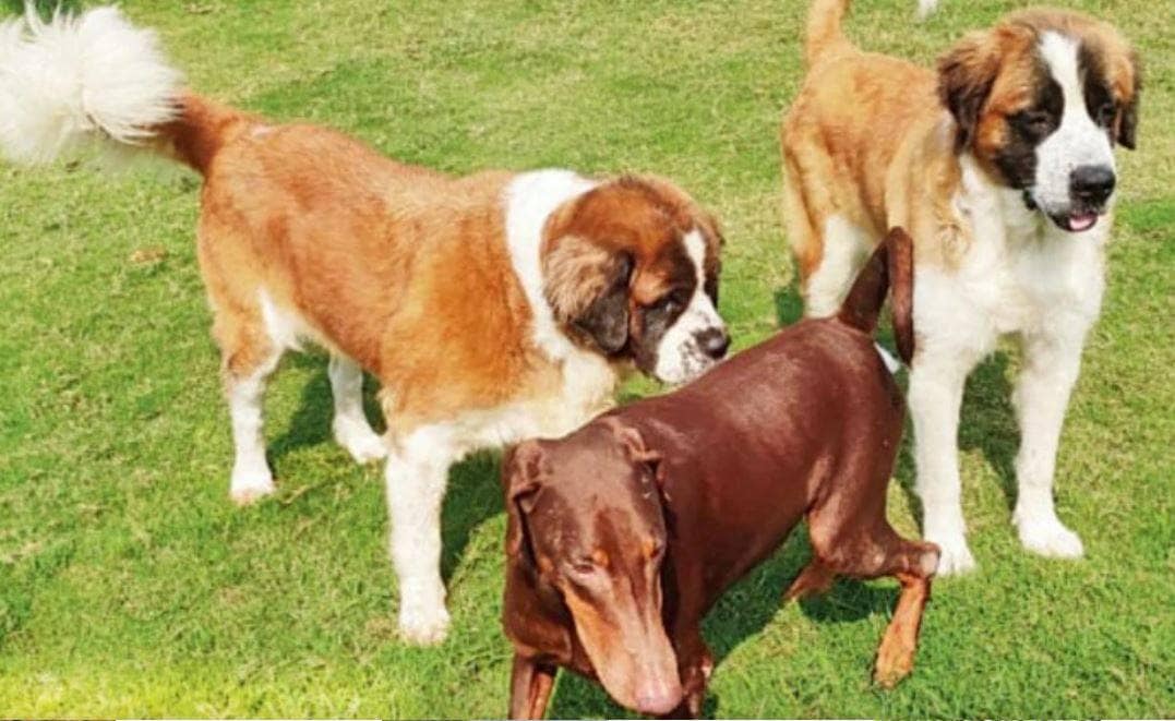 कुत्ते की मौत पर भावुक हुआ दूसरा कुत्ता, किसी को नहीं आने दिया शव के पास