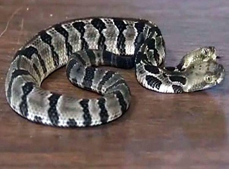 ओडिशा में दिखा दो सिर वाला दुर्लभ सांप, खाने के लिए लड़ रहे थे दोनों सिर