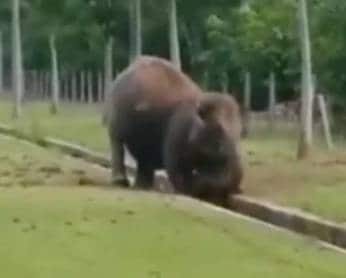 VIDEO: जब नाले में गिरा हाथी का बच्चा, देखिए उसकी मां ने क्या किया