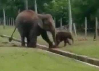 VIDEO: जब नाले में गिरा हाथी का बच्चा, देखिए उसकी मां ने क्या किया