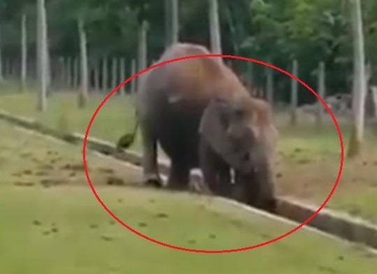 VIDEO: जब नाले में गिरा हाथी का बच्चा, देखिए उसकी मां ने क्या किया