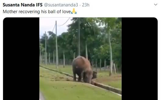 VIDEO: जब नाले में गिरा हाथी का बच्चा, देखिए उसकी मां ने क्या किया