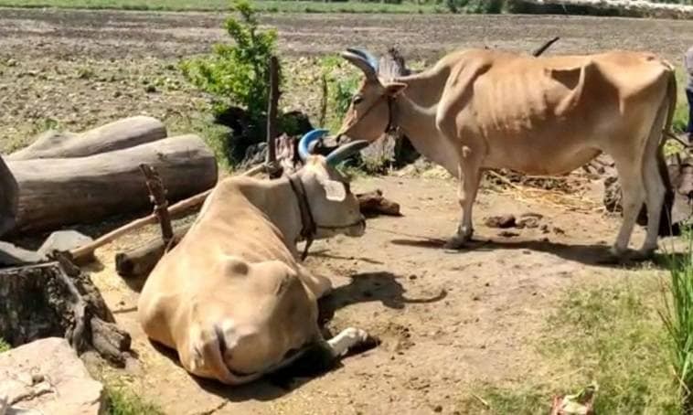 गरीबी में बीमार पड़े बैल तो बेटों को हल से लगाकर किसान ने जोता खेत